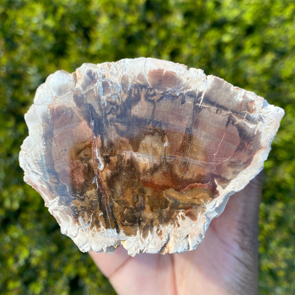 Petrified Wood Stump Display Stand